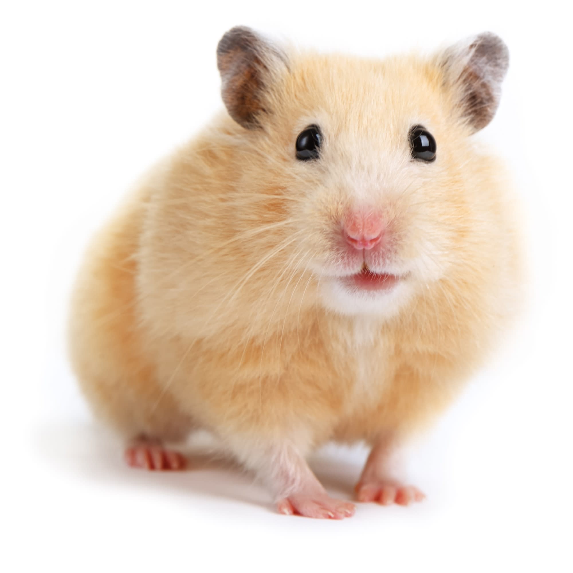Hamster
