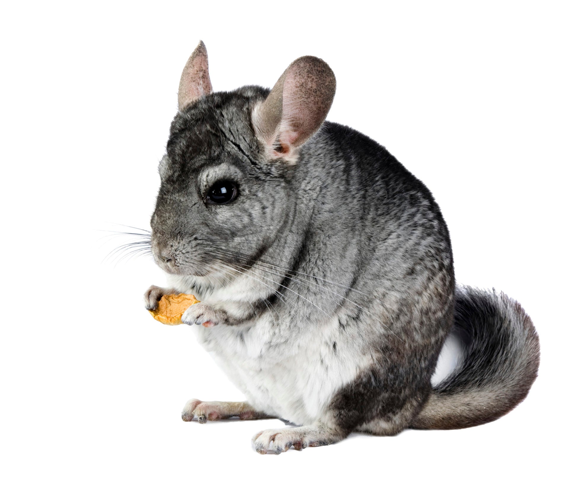 Chinchilla