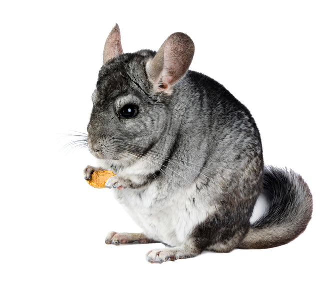 Chinchilla